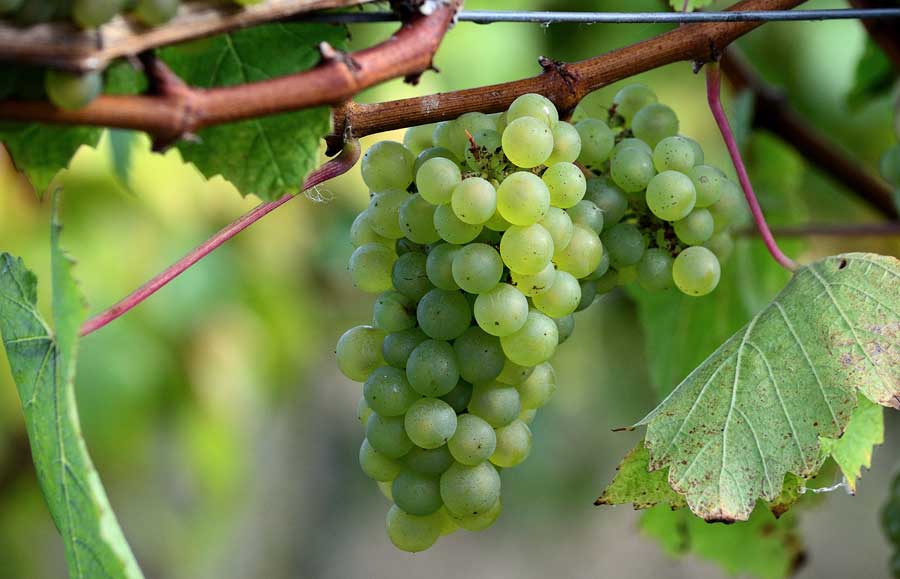 Chardonnay grapes on the vine Woodchurch Vineyard Kent
