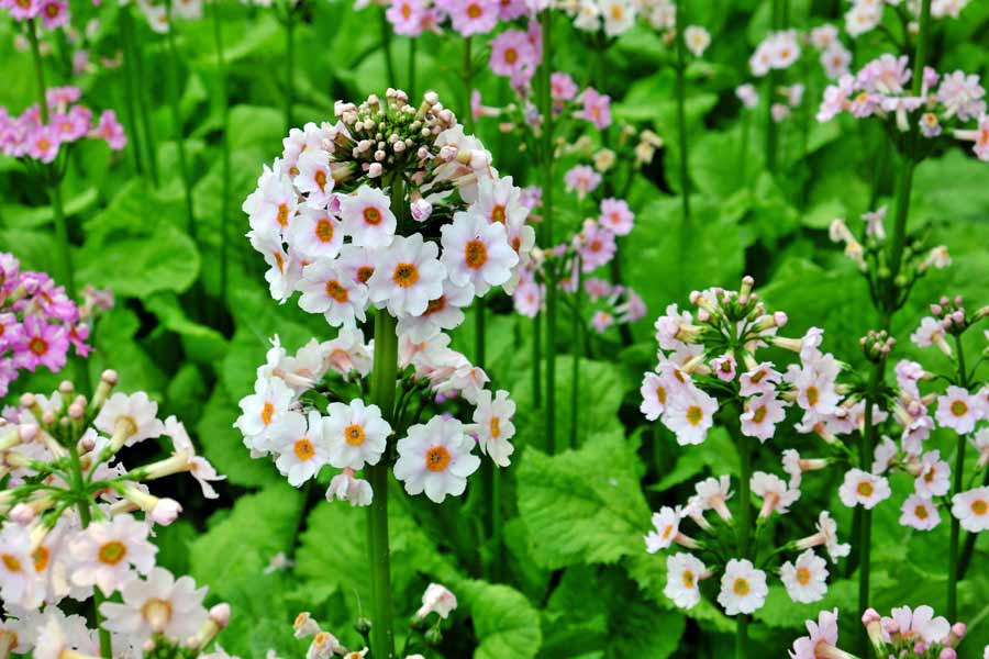 White and pink Japanese primroses at Wakehurst West Sussex