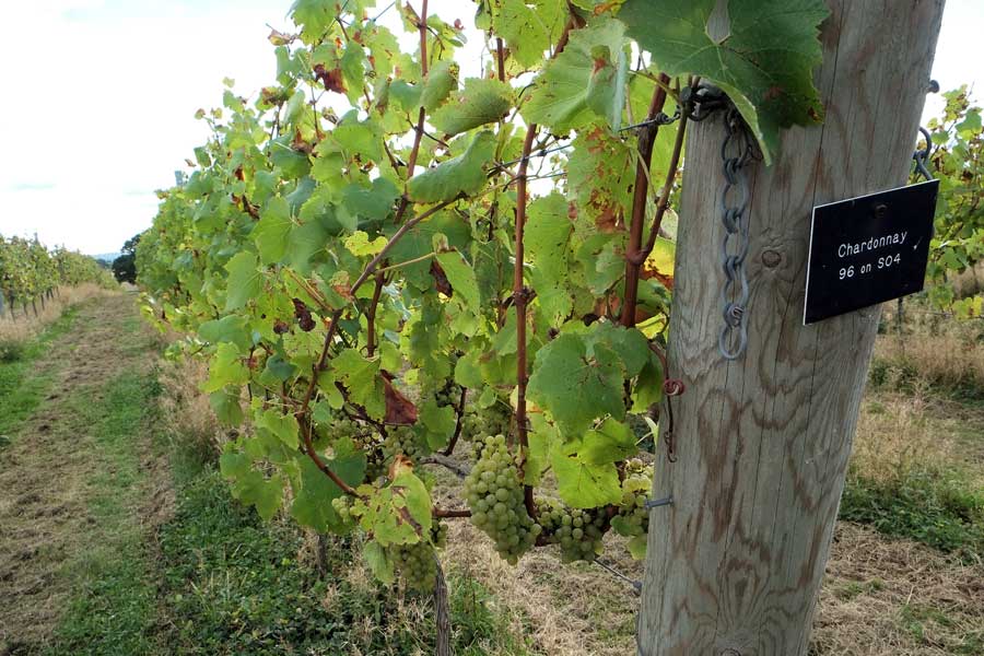 Row of Chardonnay grapes at Woodchurch vineyard Kent