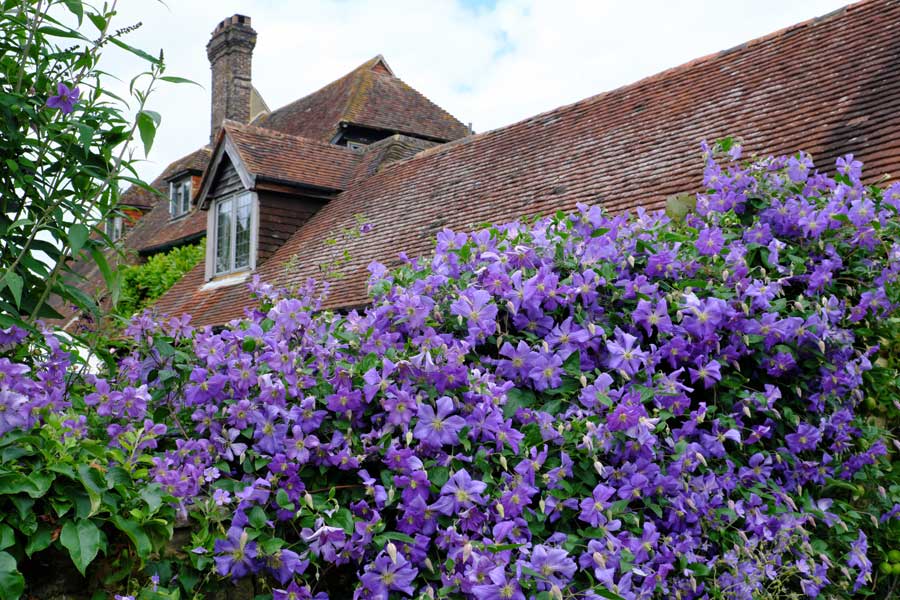 Purple clematis Etoile Violette at Town Place Garden West Sussex UK