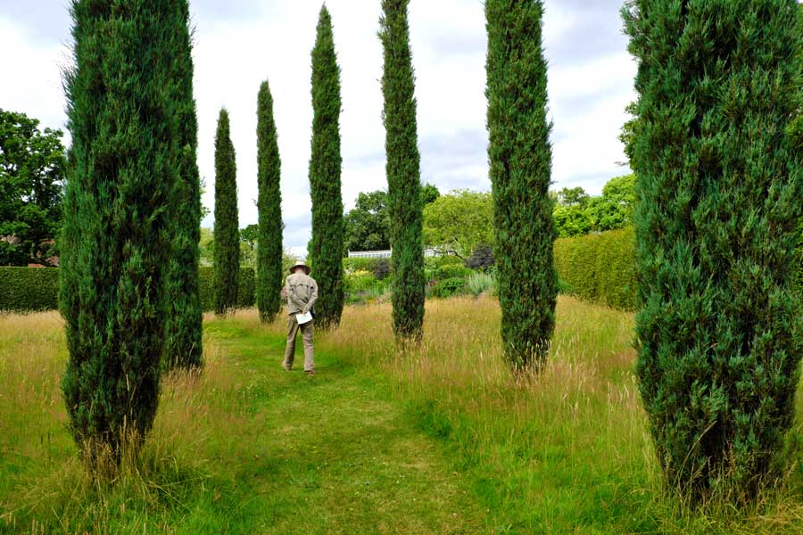 Grass footpath lined with Cypress trees at Town Place Garden, West Sussex open for The National Garden Scheme 