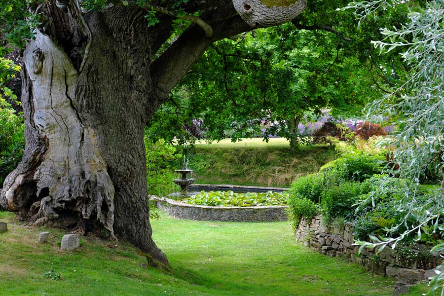Oak tree and pond at Town Place Garden West Sussex