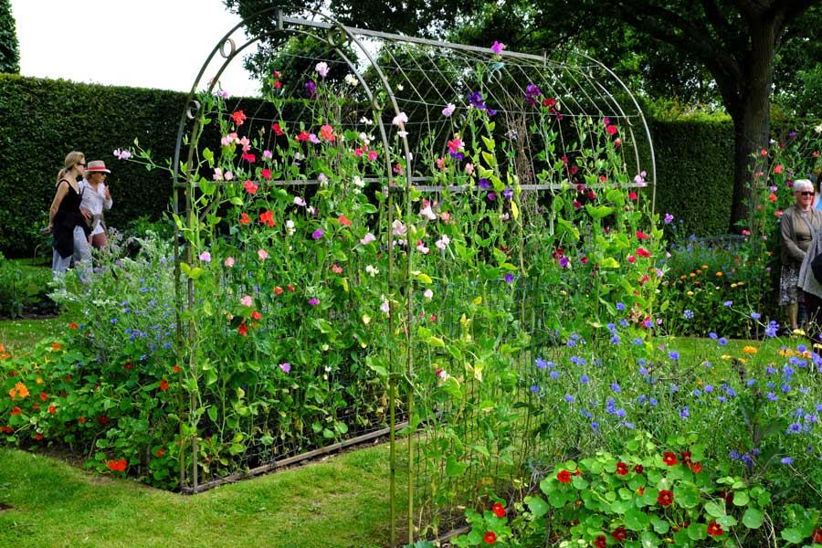 Sweet Peas in the Potager at Town Place Garden West Sussex