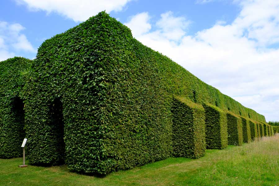 Hornbeam topiary representing Toune Priory at Town Place Garden West Sussex UK