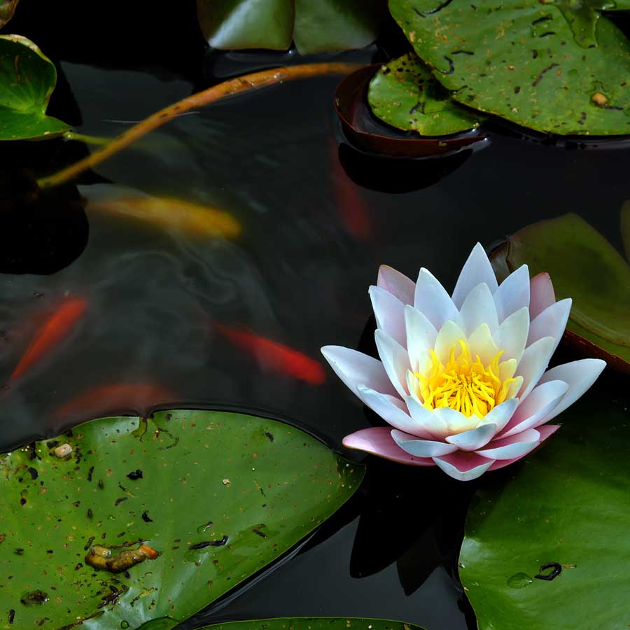 Water lilly and goldfish at Town Place Garden West Sussex UK
