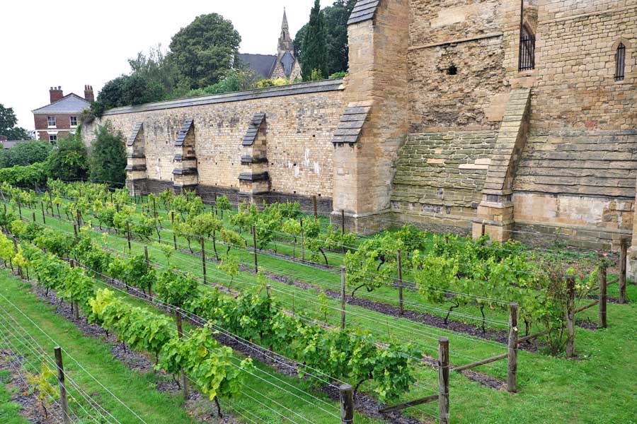 Vineyard at the Medieval Bishop's Palace in Lincoln