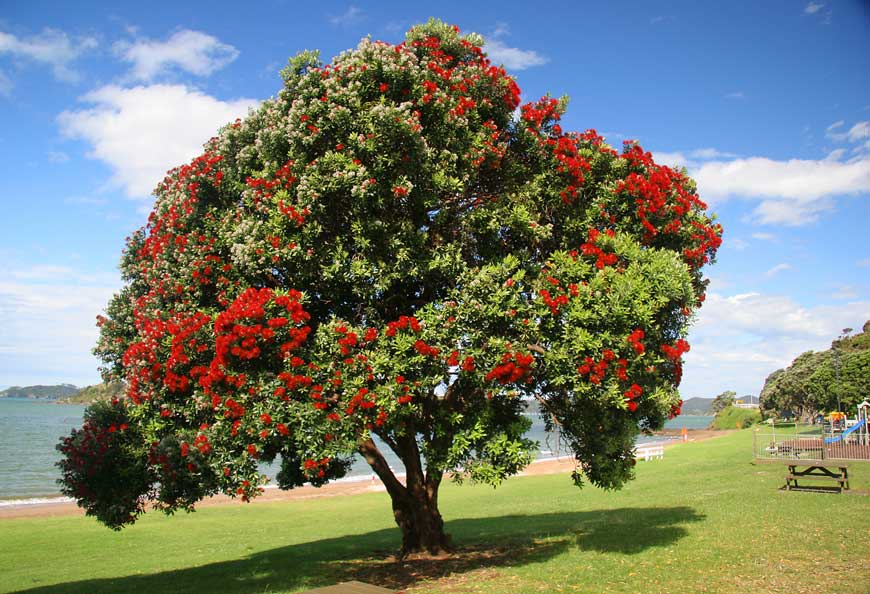 Pohutukawa tree in New Zealand. Sometimes called New Zealand's Christmas Tree as it flowers in December