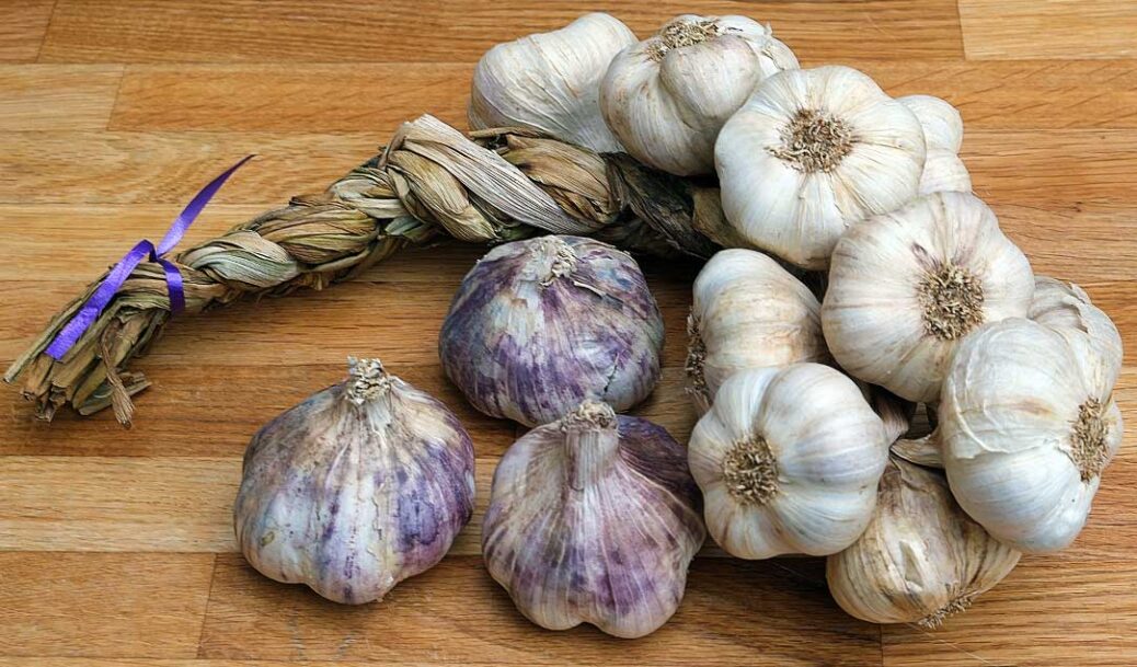 Assorted garlic bulbs