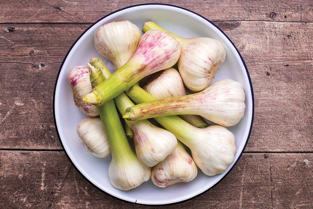 Fresh garlic bulbs with stems in a white bowl