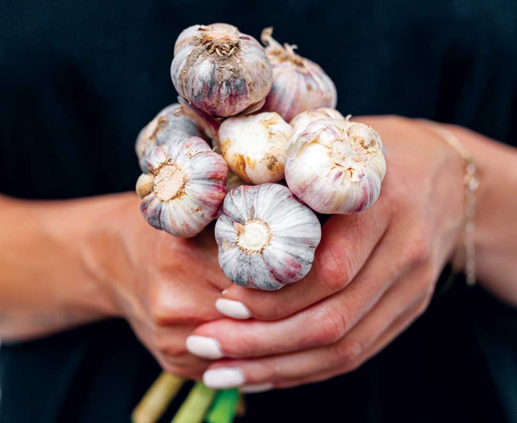 Garlic bulbs held in hands