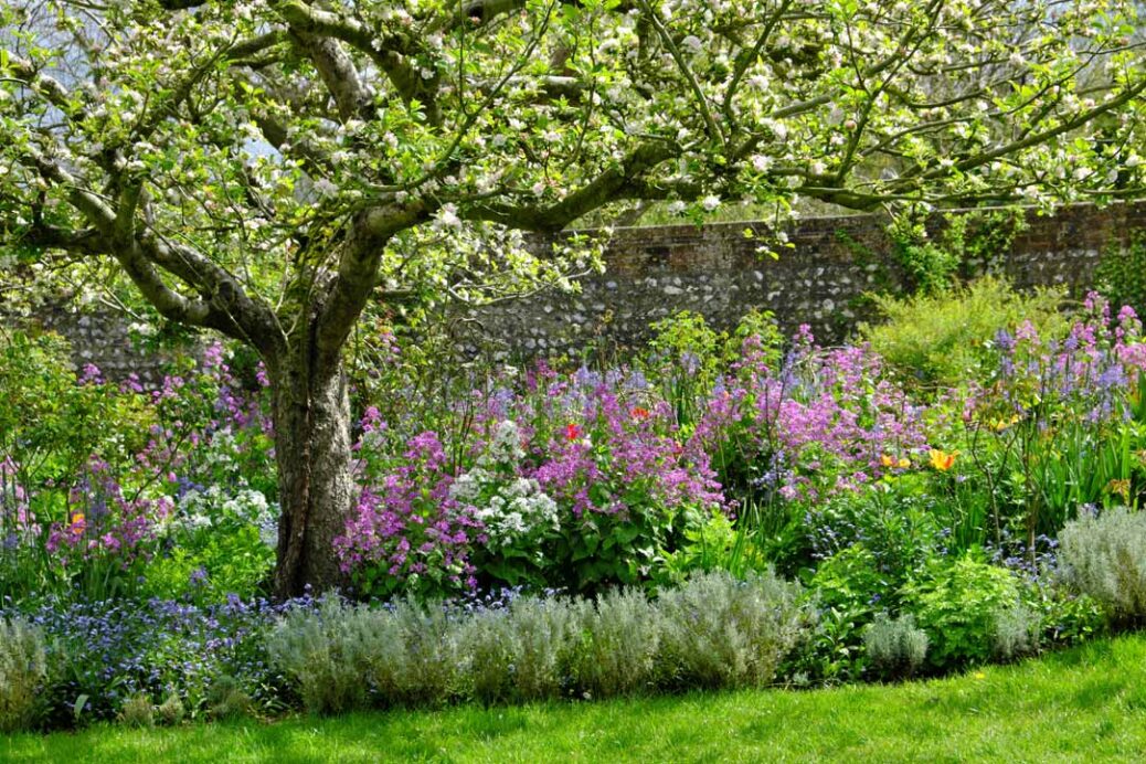 Apple tree in bloom and purple, blue and white flower border in walled garden of Charleston Farmhouse East Sussex