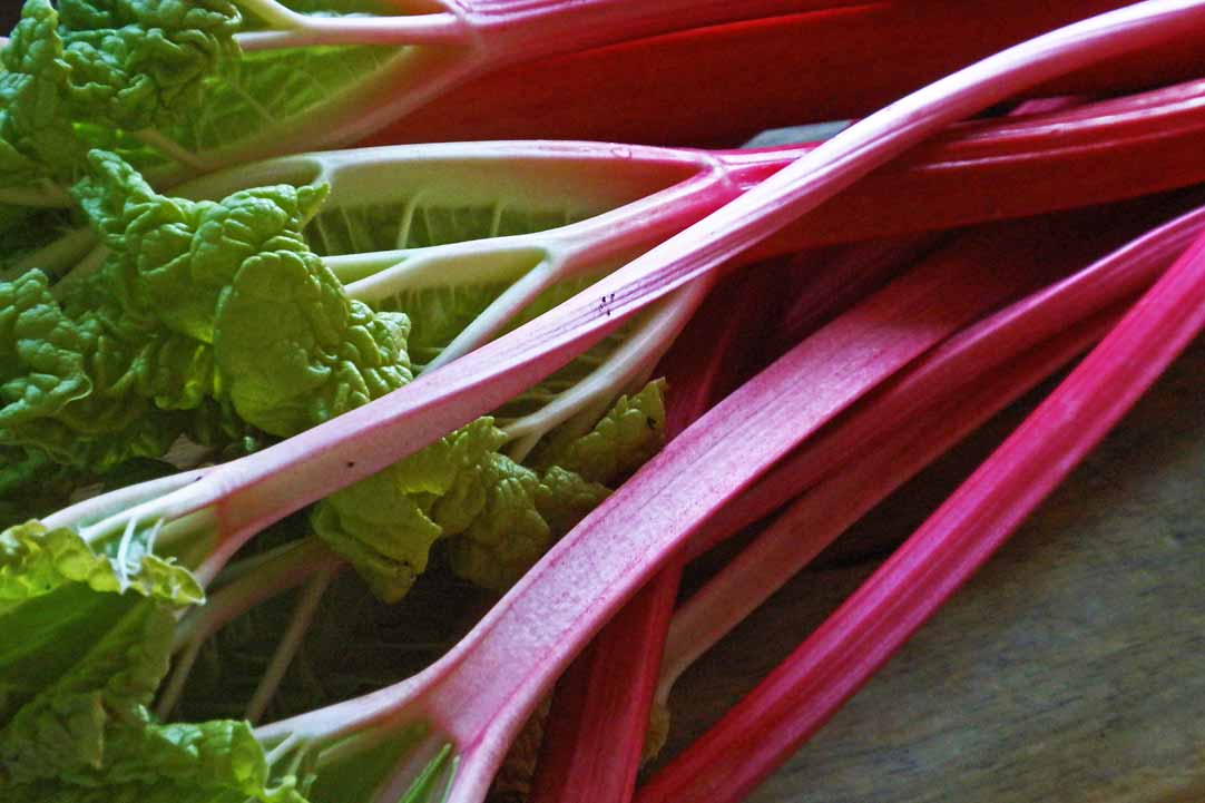 Sticks of fresh ripe rhubarb