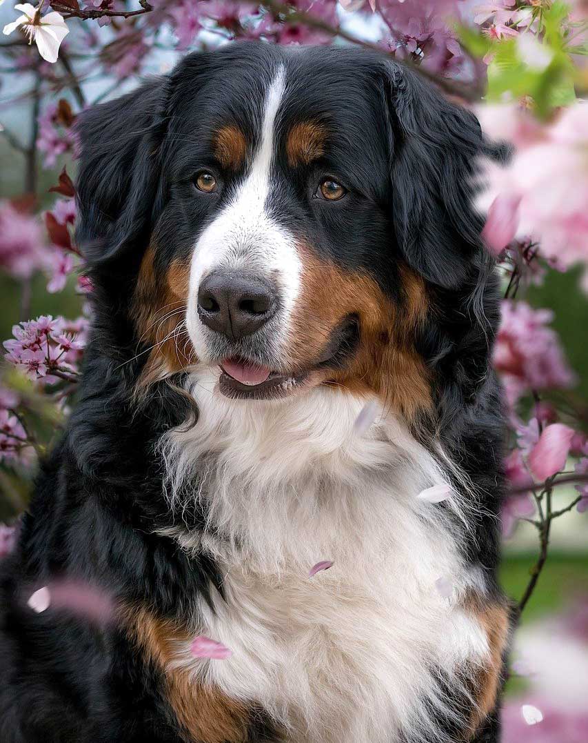 Bernese Mountain dog


Taking your Dog Abroad on Holiday