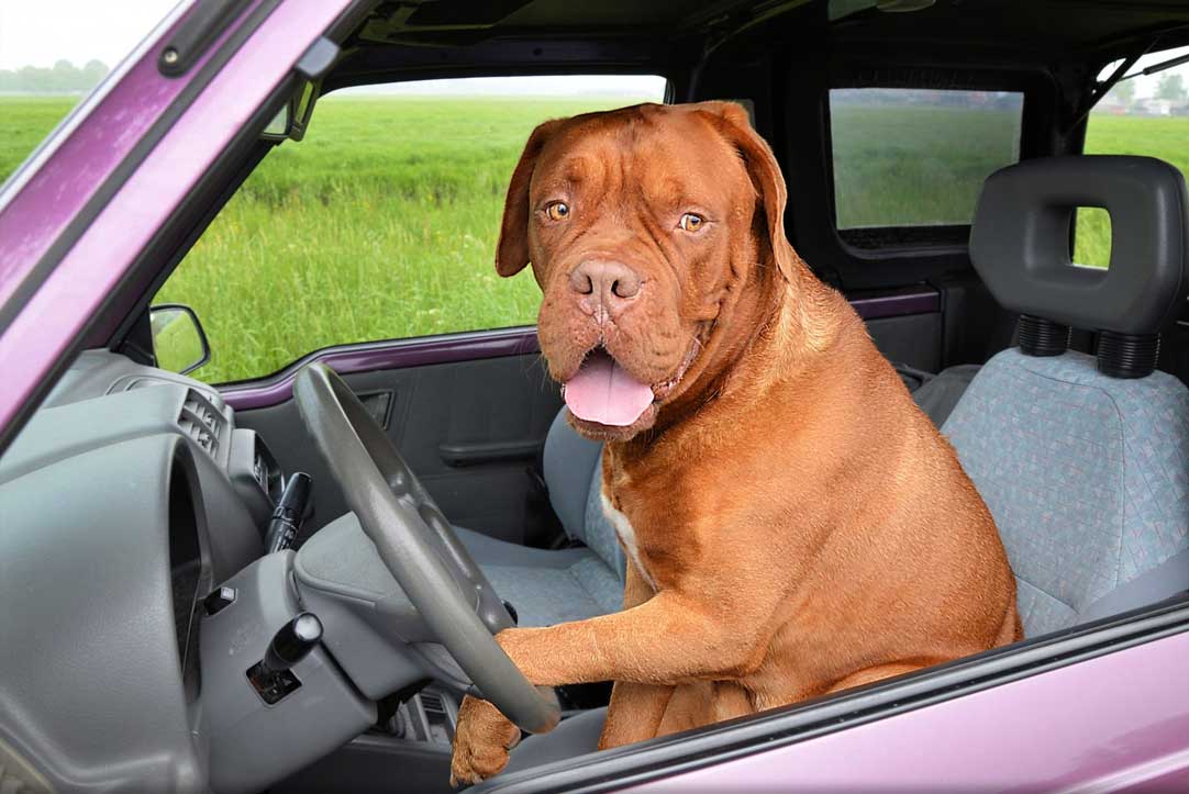 Dog in driver's seat of left-hand drive car