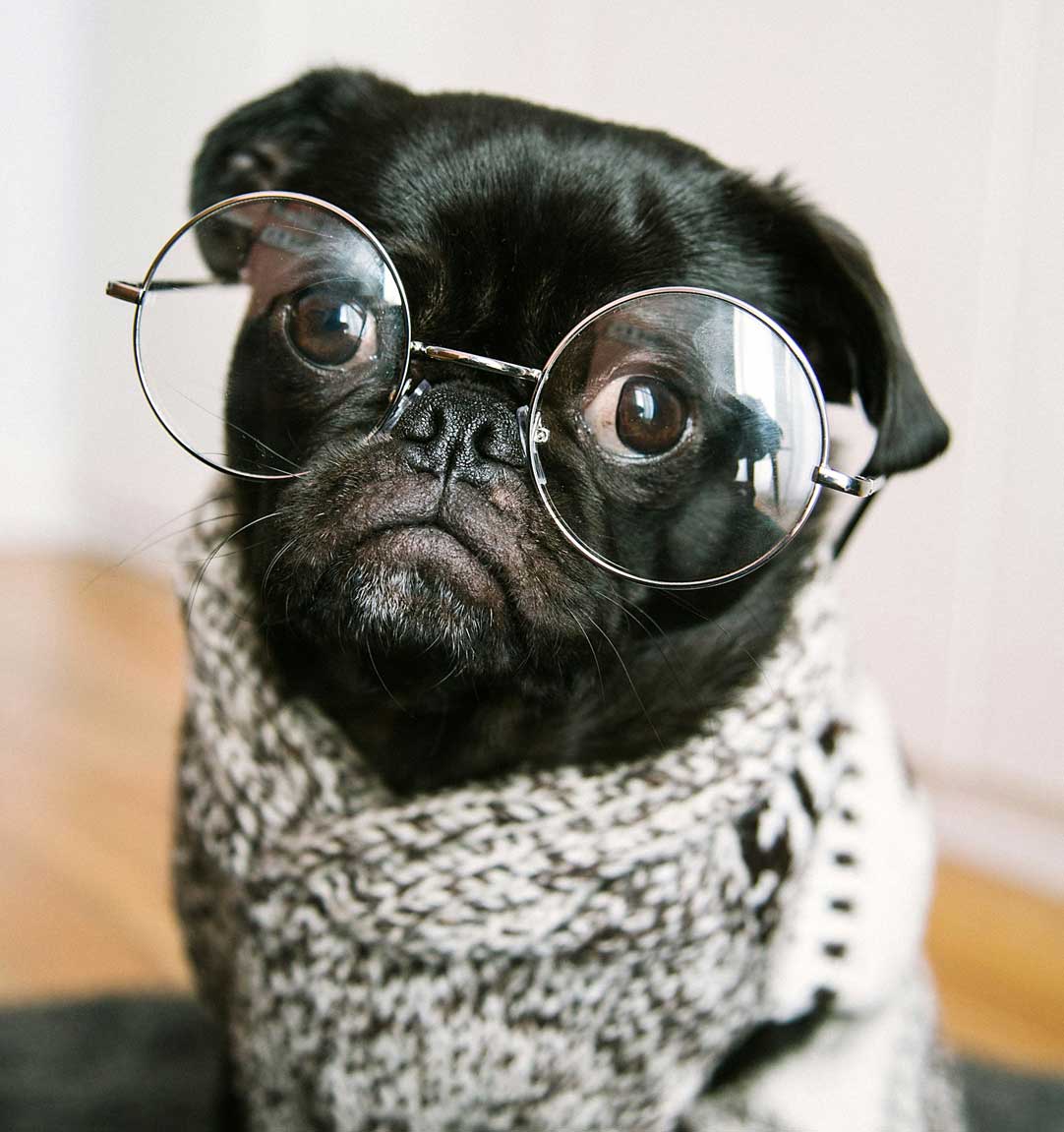 Pug, wearing round glasses and pullover