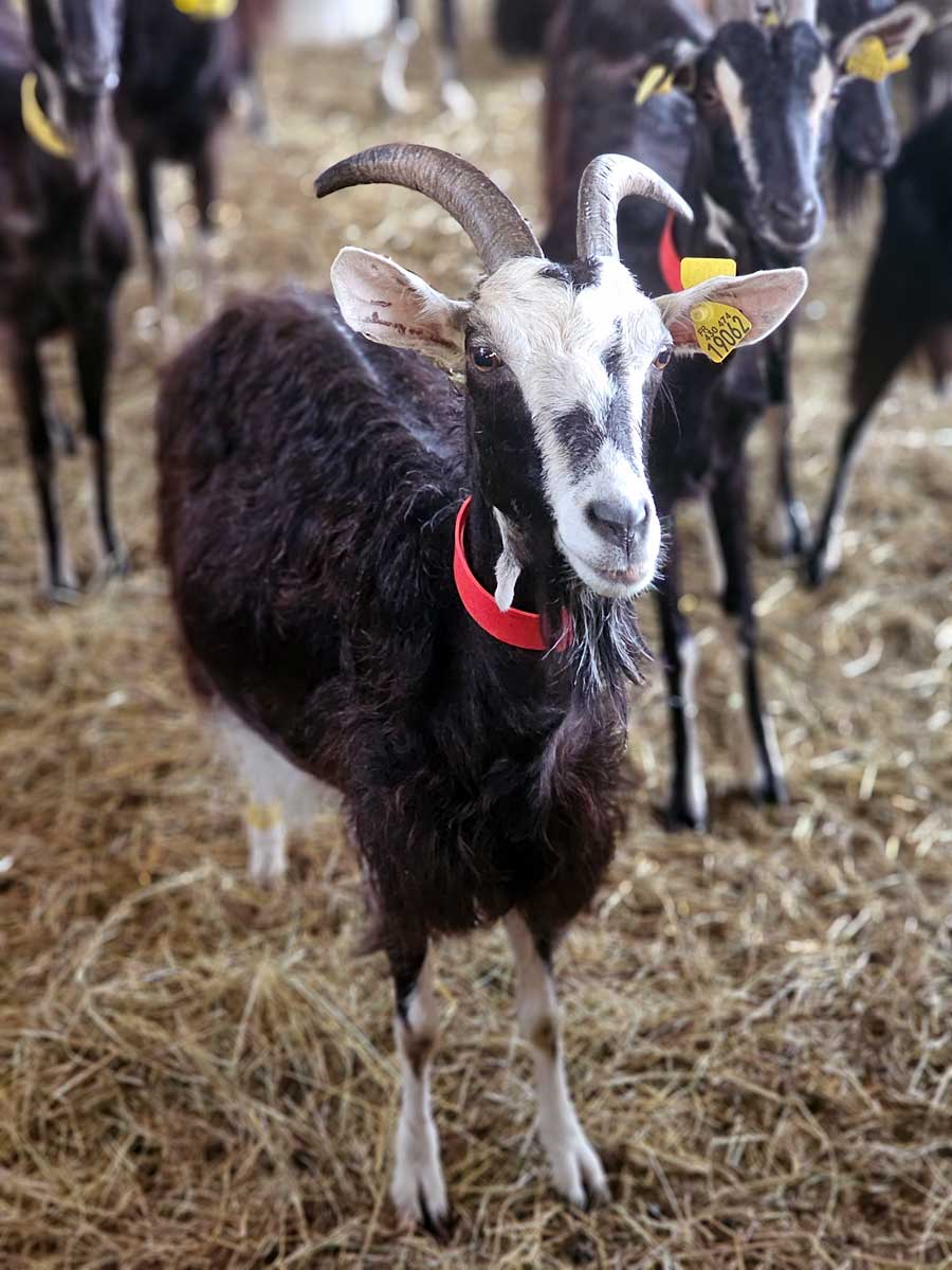 Goats at Ferme des Pampilles Cisai-Saint-Aubin Normandy France