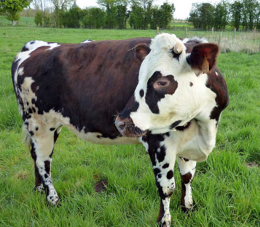 A young female Normande cow in a field in Morsan Haute-Normandie France.
Normande cows have distinctive markings around their eyes that look like spectacles