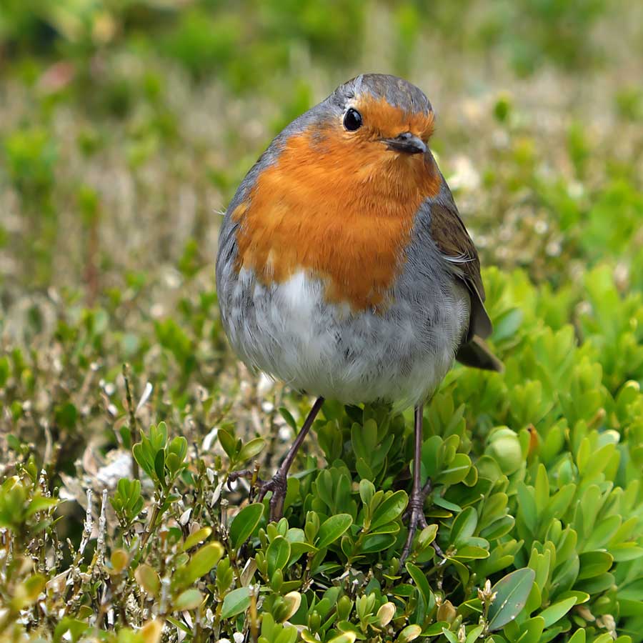 European Robin on hedge