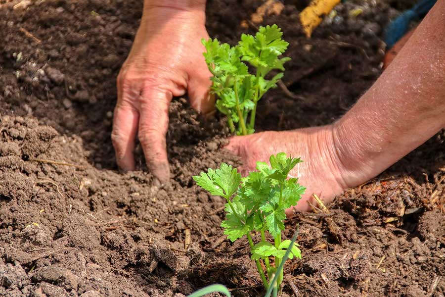 Close up of hands planting seedling in earth