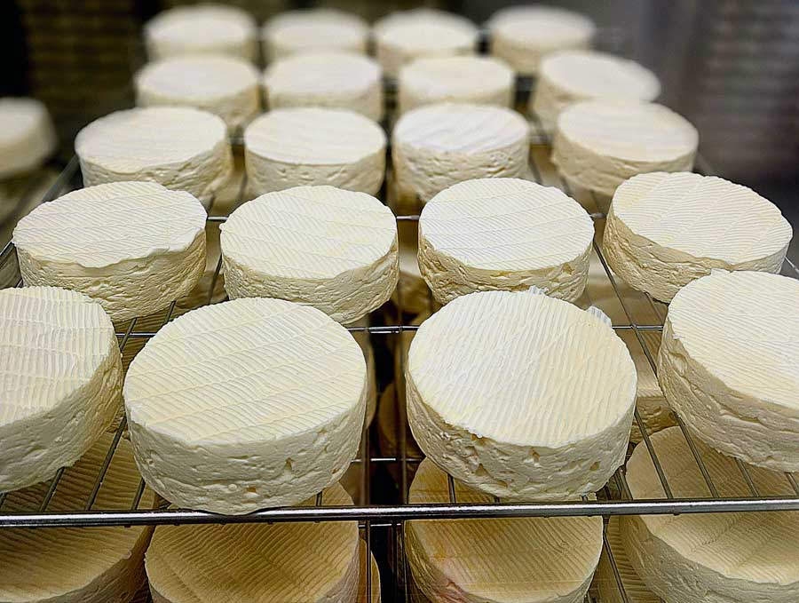 Young Camembert cheese maturing on metal racks in Normandy France