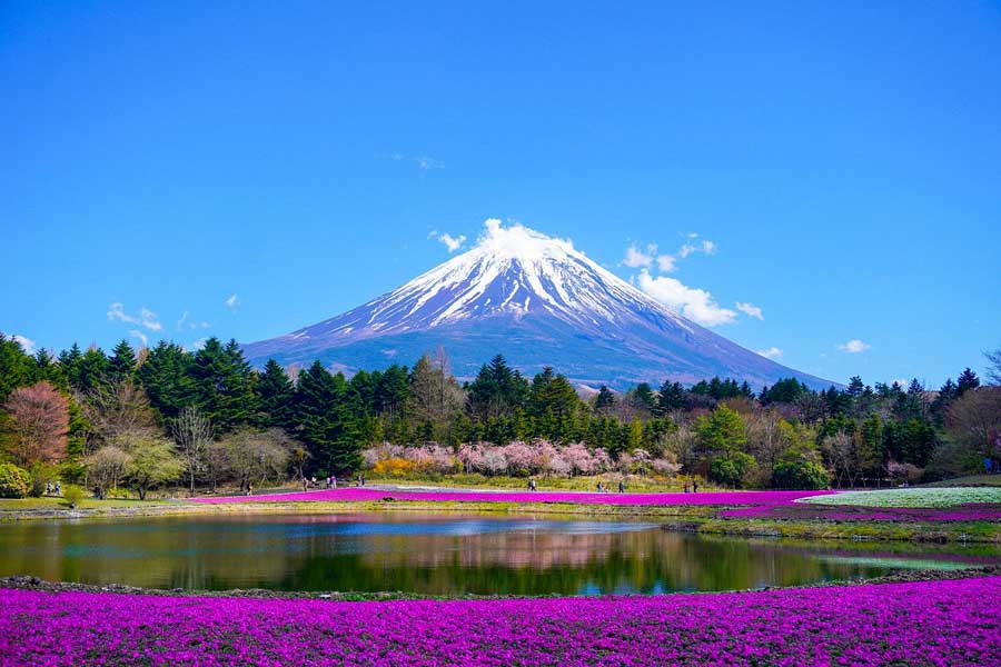 Mount Fuji, Japan on a sunny day viewed from across a lake that is surrounded by purple flowers