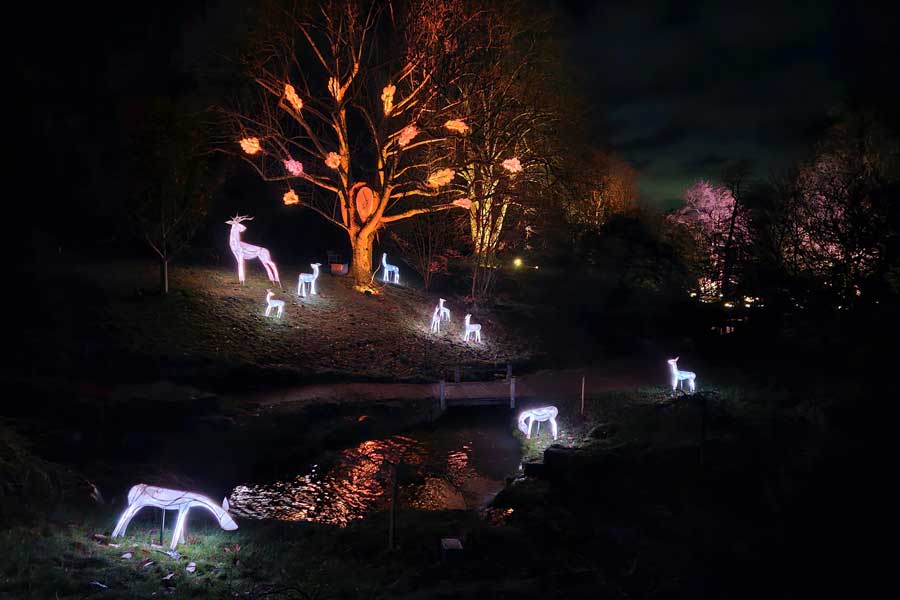 Illuminated paper lantern deer at Wakehurst Glow Wild