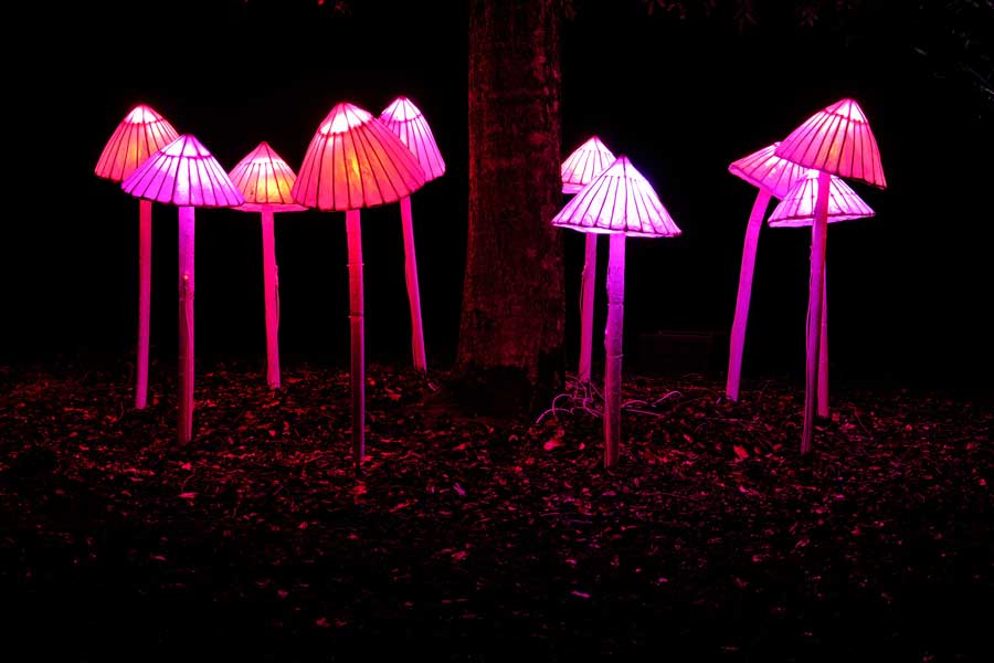 Glowing toadstool lanterns around a tree at Wakehurst Glow Wild