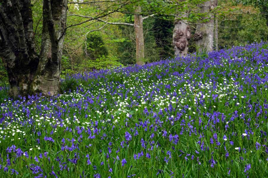English bluebells at Wakehurst in West Sussex, UK

Twixmas post