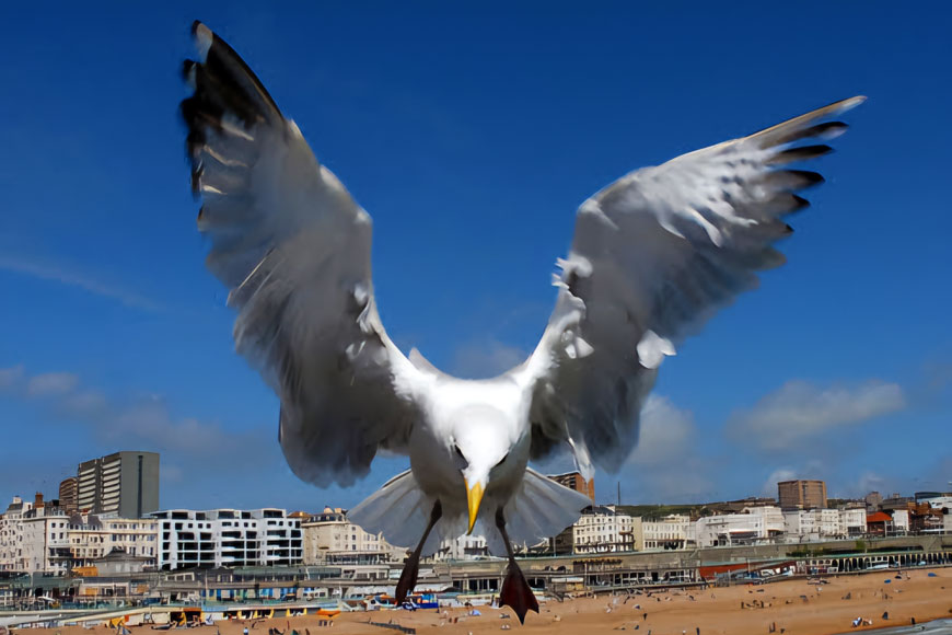 Seagull with outstretched wings