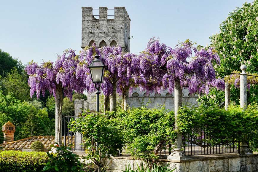 Lilac-blue wisteria in bloom in Tuscany Italy