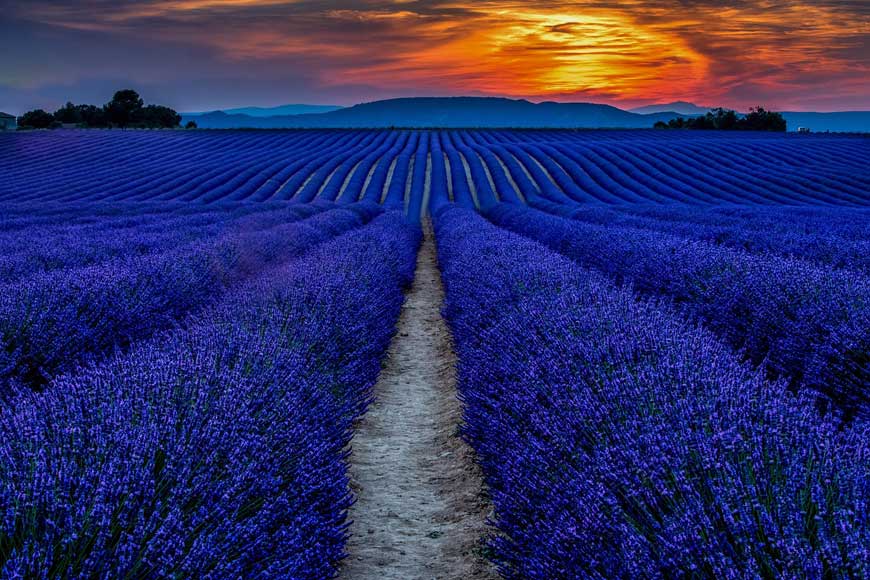 Sunset over lavender field in bloom, Provence, South of France