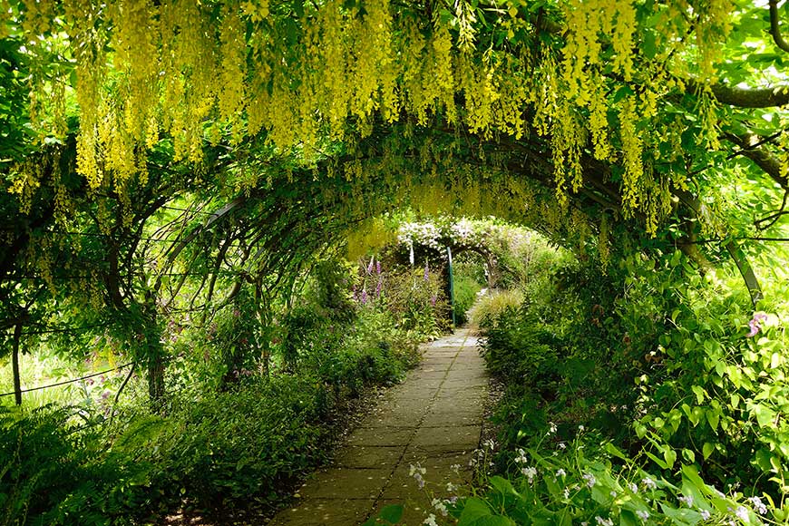 The bright yellow flowers on the Laburnum Arch in Preston Manor gardens