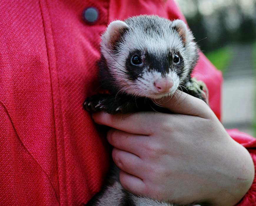 Close up of a domestic ferret being held
