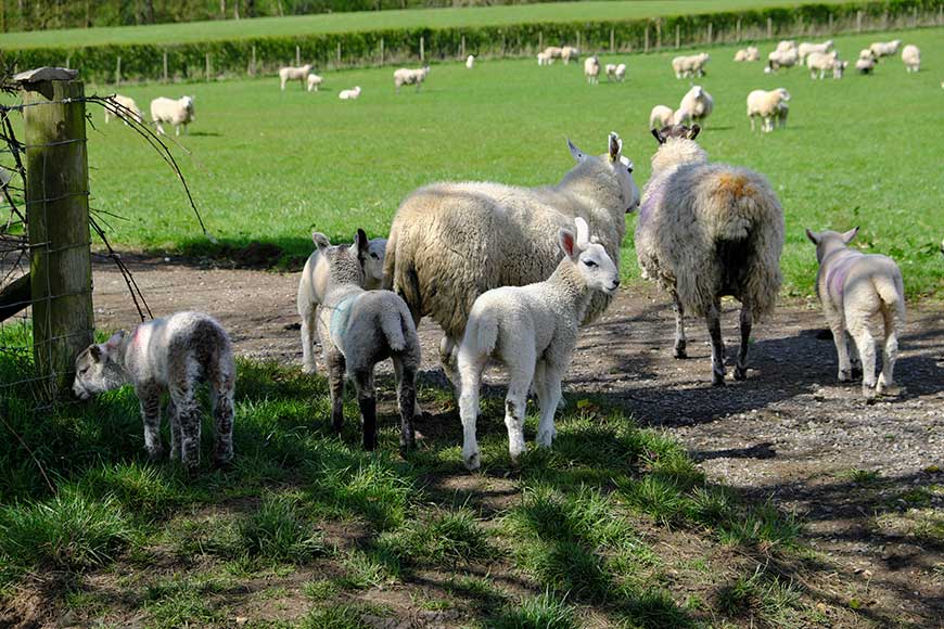 Ewes and lambs in grass field at Sizergh Castle, Cumbria