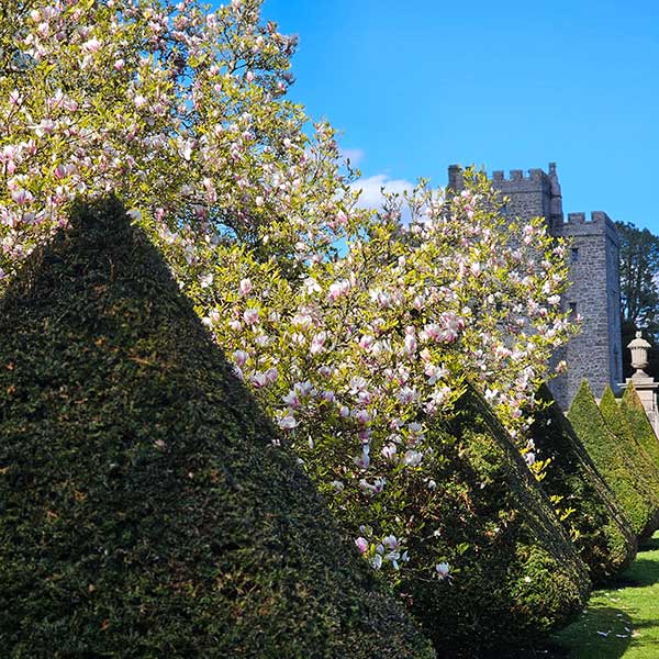 White magnolia and pyramid shaped yew trees in topiary garden Sizergh Castle, Cumbria