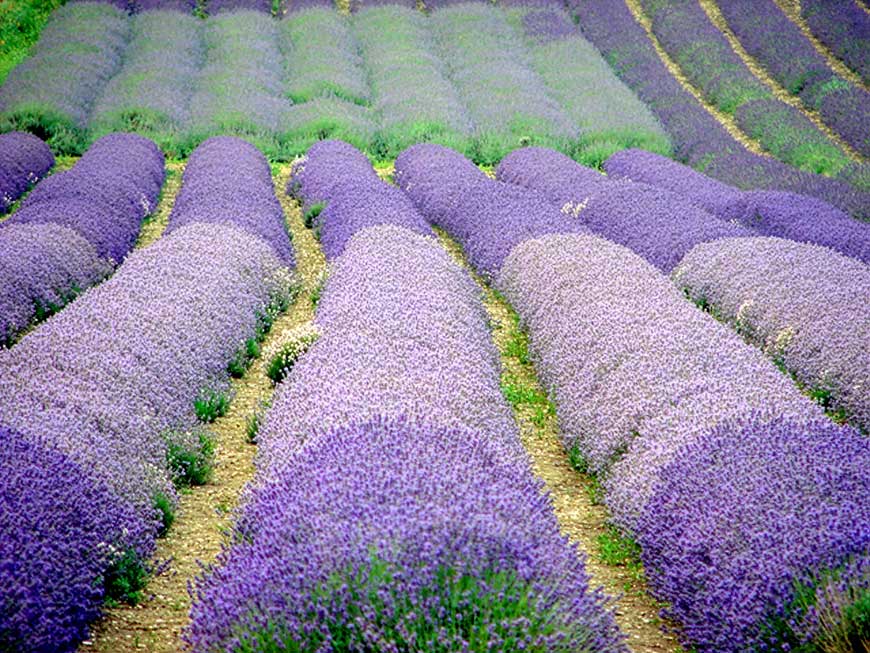 Rows of Lavender at Cadwell Farm Hitchin near to Ickleford, Hertfordshire, England