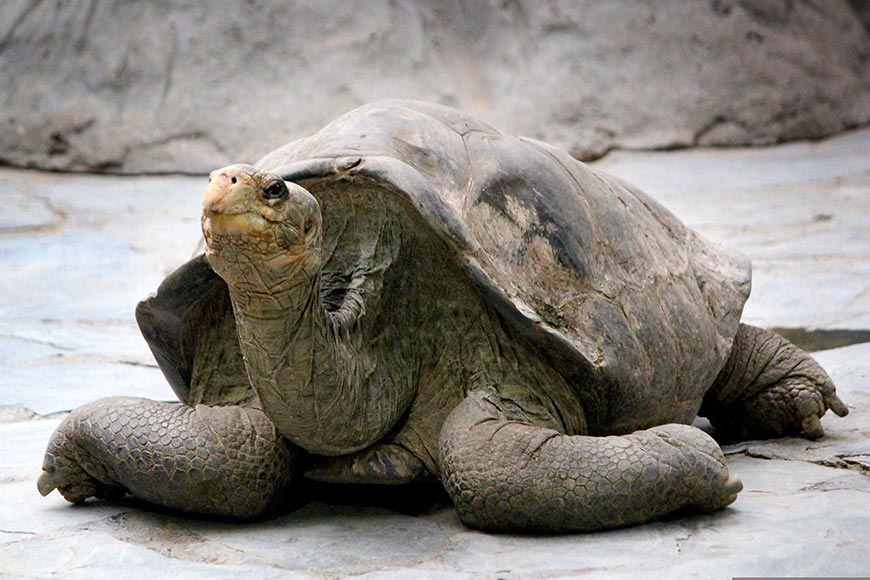 Giant tortoise on the Galápagos Islands