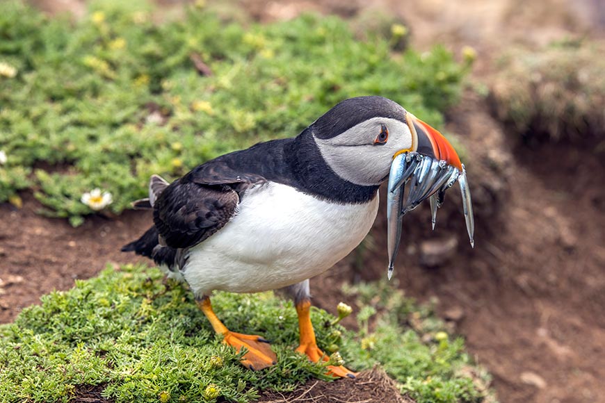 Puffin standing on a mossy patch with multiple small fish hanging from its bright orange beak, ready to feed or store them.