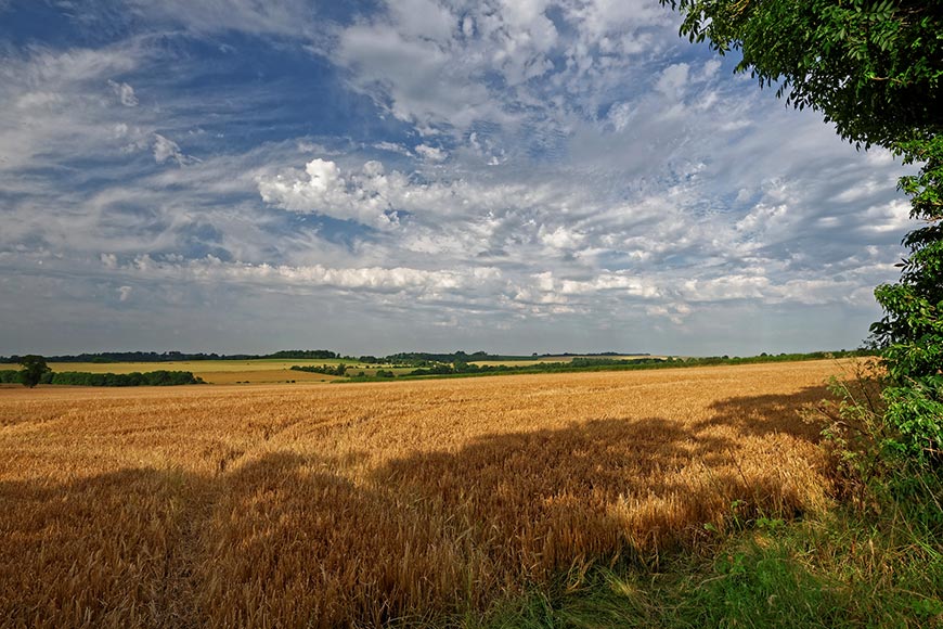 Looking across a cornfield towards the horizon. Blue sky with white clouds