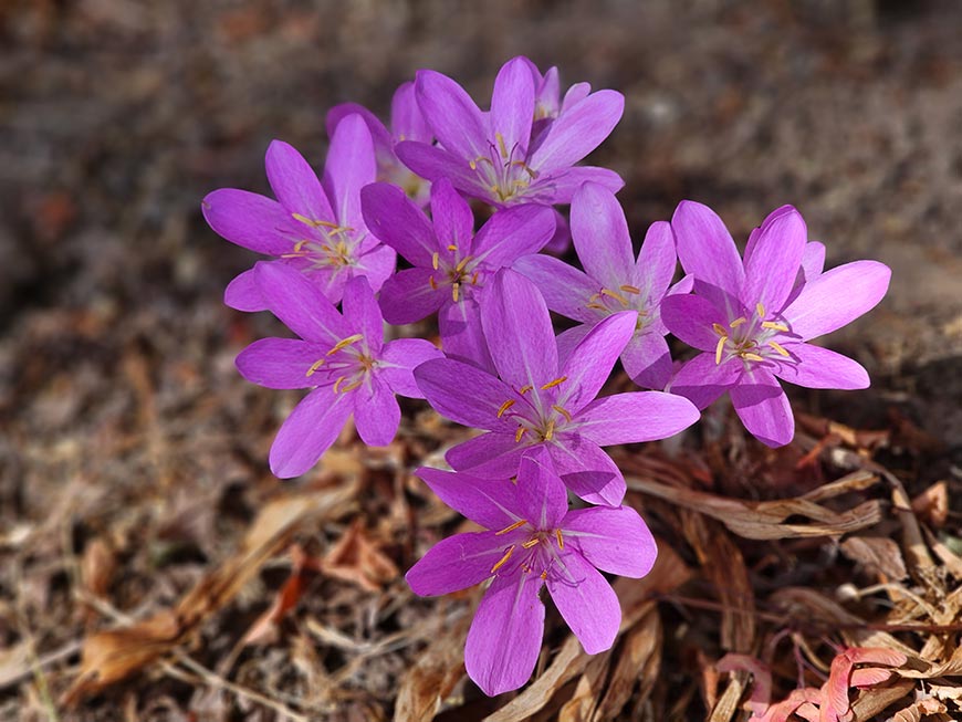 Purple Autumn Crocus